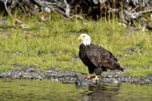 Apex Predator Prints: Bald Eagle (Haliaeetus leucocephalus) Scavenging a salmon carcass along the Chilko River