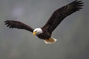 Eagle Prints: A bald eagle in the rain checks out the water below in the Khutzeymateen Grizzly Bear Sanctuary