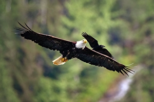 Eagle Prints: A bald eagle and raven together in flight in the Great Bear Rainforest