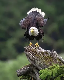Tree Branch Prints: A bald eagle ready to take-off in the Great Bear Rainforest, British Columbia, Canada