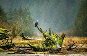 Rain Prints: A bald eagle sits in the rain on a tree stump in the Great Bear Rainforest
