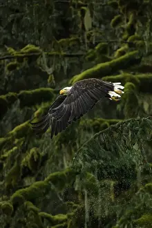 Eagle In Flight Prints: A bald eagle takes off from the trees in the Great Bear Rainforest in British Columbia