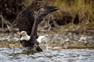Eagle Prints: A bald eagle takes off from the water after it dives for a salmon in Chilko Lake