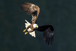 Eagle Prints: A bald eale in flight at sunset on Vancouve4r Island, British Columbia, Canada