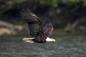 Eagle Prints: A bald eale in flight on Vancouve4r Island, British Columbia, Canada