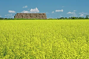Bales Prints: bales and canola crop in bloom near New Liskeard, Ontario, Canada