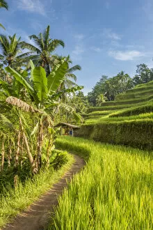 Images Dated 17th January 2017: Bali, Indonesia, South East Asia. The paddy fields at the Tegalalang Rice Terrace