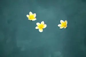 Floating Prints: Bali, Ubud. Franjipani flowers float on a swimming pool
