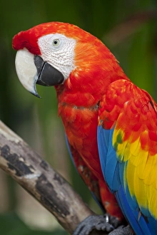 Bali, Ubud. A Greenwing Macaw poses at Bali Bird Park