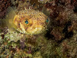 Diodontidae Prints: Balloonfish (Diodon holocanthus), Grand Cayman, Cayman Islands, British West Indies
