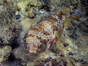 Balloonfish (Diodon holocanthus), Grand Cayman, Cayman Islands, British West Indies