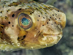 Underwater Prints: Balloonfish (Diodon holocanthus), Grand Cayman, Cayman Islands, British West Indies