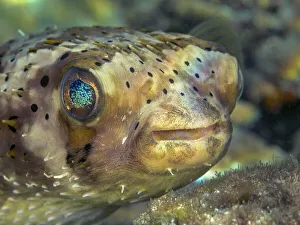 Underwater Prints: Balloonfish (Diodon holocanthus), Grand Cayman, Cayman Islands, British West Indies