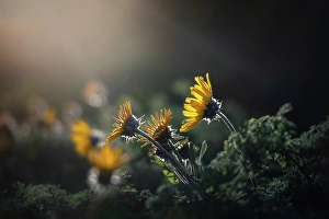Kamloops Prints: Balsamroot, Kamloops, British Columbia, Canada
