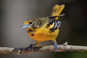 Baltimore Oriole (Icterus galbula), Ontario, Canada