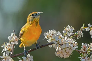Andrew Mclachlan Photogaphy Prints: Baltimore Oriole (Icterus galbula) female, Ontario, Canada