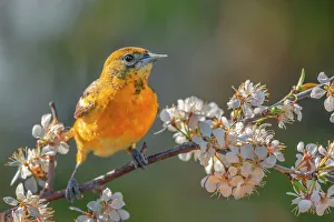 Andrew Mclachlan Photogaphy Prints: Baltimore Oriole (Icterus galbula) female, Ontario, Canada