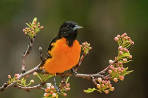 Andrew Mclachlan Photogaphy Prints: Baltimore Oriole (Icterus galbula) male, Ontario, Canada