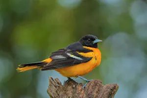 Andrew Mclachlan Photogaphy Prints: Baltimore Oriole (Icterus galbula) male, Ontario, Canada