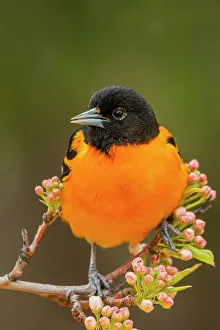 Songbird Prints: Baltimore Oriole (Icterus galbula) male, Ontario, Canada