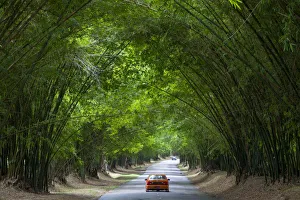 Bamboo Avenue, St. Elizabeth Parish, Jamaica, Caribbean
