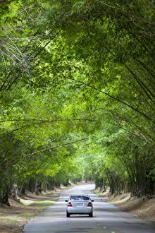 Overgrown Prints: Bamboo Avenue, St. Elizabeth Parish, Jamaica, Caribbean