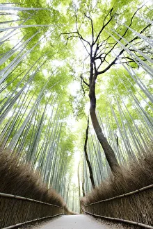 Grove Prints: Bamboo forest in Arashiyama, Kyoto, Japan