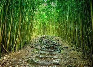 Maui Prints: Bamboo forest, Haleakala National Park, Maui, Hawaii, USA