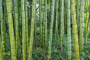 Bamboo Prints: Bamboo forest, Hangzhou, China
