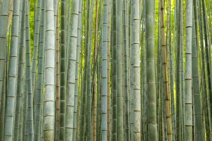Bamboo forest, Sagano, Arashiyama, Kyoto, Japan
