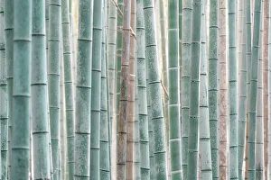 Environment Prints: Bamboo Forest at Sagano, Arashiyama, Kyoto, Japan