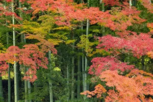 Images Dated 4th March 2020: Bamboo & Maple Trees in Autumn, Nara, Kansai, Japan