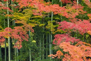 Maple Prints: Bamboo & Maple Trees in Autumn, Nara, Kansai, Japan