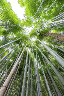 Landmarks Prints: Bamboo trees at Arashiyama Bamboo Grove, Kyoto, Japan