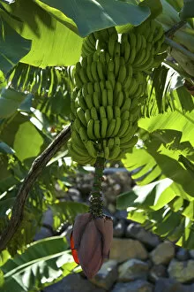 Images Dated 4th March 2014: Banana tree, La Palma, Canaries, Spain