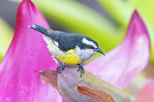 Bananaquit (Coereba flaveola), Grand Cayman, Cayman Islands, British West Indies