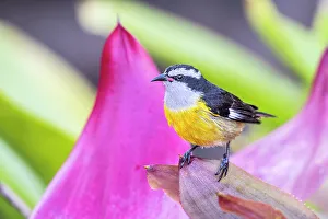Bananaquit Prints: Bananaquit (Coereba flaveola), Grand Cayman, Cayman Islands, British West Indies
