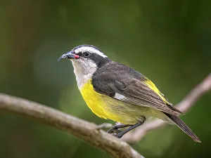 Bananaquit Prints: Bananaquit (Coereba flaveola), Grand Cayman, Cayman Islands, British West Indies