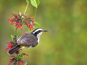 Songbird Prints: Bananaquit (Coereba flaveola), Grand Cayman, Cayman Islands, British West Indies