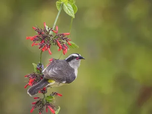 Songbird Prints: Bananaquit (Coereba flaveola), Grand Cayman, Cayman Islands, British West Indies