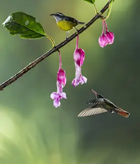 Flight Prints: Bananaquit (Coereba flaveola) and Rufous-tailed Hummingbird (Amazilia tzacatl)