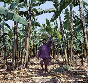 Bananas are grown everywhere in Uganda Bananas are grown everywhere in Uganda