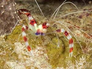 Invertebrate Prints: Banded Coral Shrimp (Stenopus hispidus), Grand Cayman, Cayman Islands, British West Indies