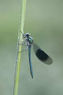 Images Dated 14th January 2021: Banded demoiselle (Calopteryx splendens), River Frome, Dorchester, Dorset, England, UK