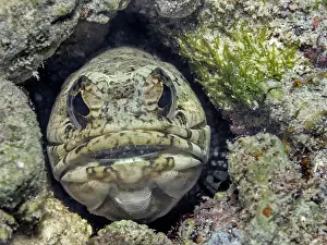 Head Prints: Banded Jawfish (Opistognathus macrognathus) mouth brooding eggs