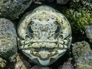 Head Prints: Banded Jawfish (Opistognathus macrognathus) mouth brooding eggs