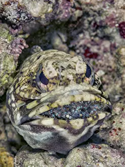 Head Prints: Banded Jawfish (Opistognathus macrognathus) mouth brooding eggs