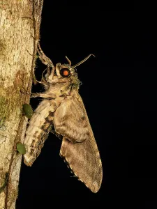 Insects Prints: Banded Sphinx Moth (Agrius cingulata), Boca Tapada, Alajuela Province, Costa Rica