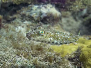 Bahamas Prints: Bandtail Puffer (Sphoeroides spengleri), Grand Cayman, Cayman Islands, British West Indies