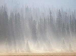 Forests Prints: Banff National Park, Alberta, Canada